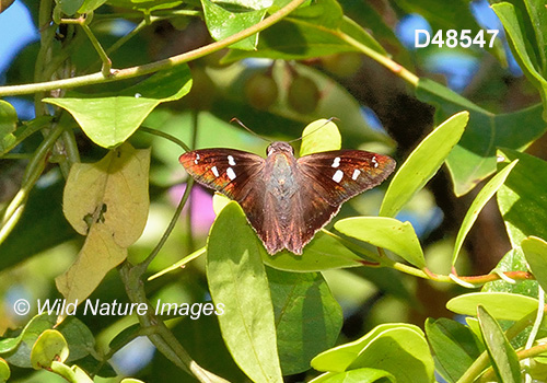 Hammock Skipper (Polygonus leo)